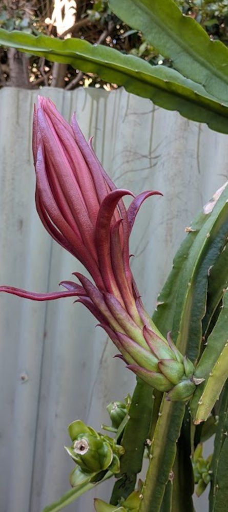 Buds about to open
